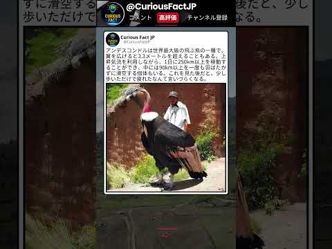 山の上で見たら絶対忘れないやつ ? thumbnail