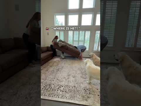 Rearranging Furniture With Dogs and a Toddler (Part One) #dogmom #toddlermom #familycomedy thumbnail