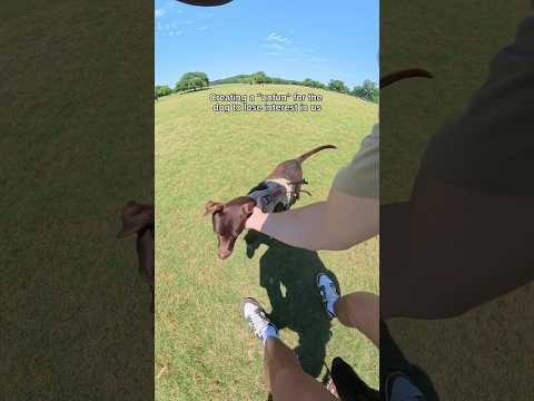 Stopping another dog from interacting with us. thumbnail