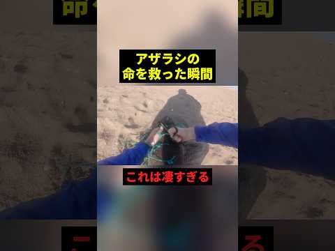 アザラシの命を救った瞬間#すごい #感動 #shorts thumbnail
