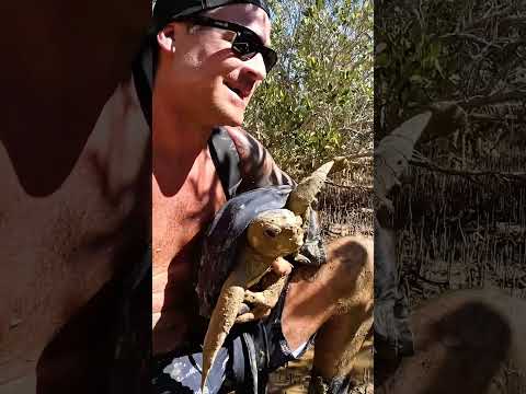 Sea Turtle Stuck On Remote Mud Flats.. thumbnail