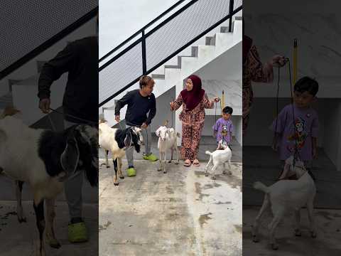 Balapan kambing kurban thumbnail