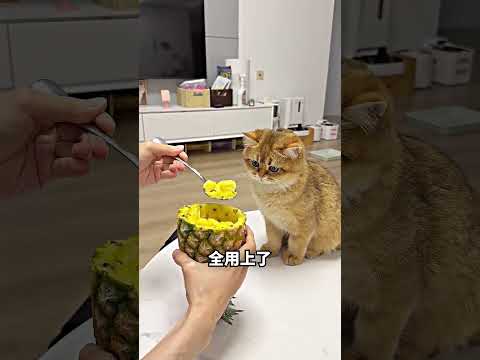 芒果皮变猫鞋，最后还被主人烤来吃? thumbnail