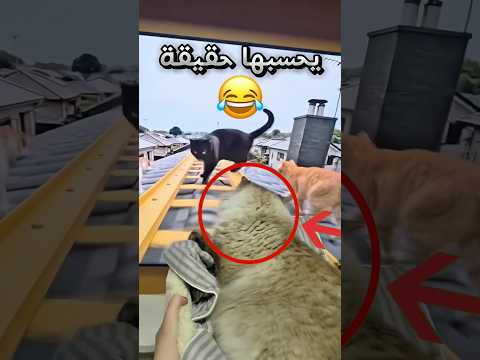 خلت قطها يحس كانه يعيش مغامرة في سكة قطار !! #youtubeshorts thumbnail