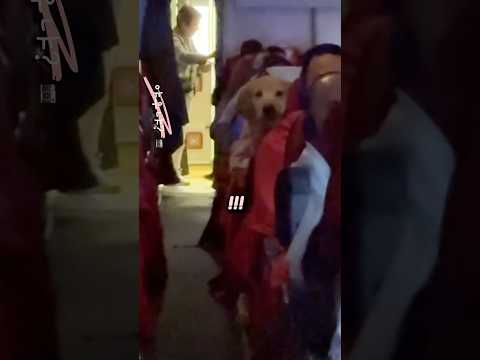 비행기 탔는데 발견한 황금 멍멍이 thumbnail