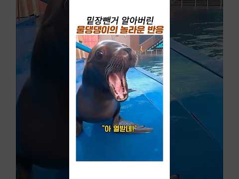 야바위하다 화난 바다사자의 반응#물댕댕이#웃긴동물 thumbnail