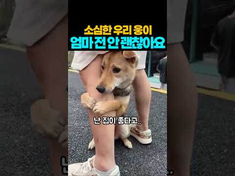 ❤️60만뷰❤️산책이 너무 싫은 강아지 #강아지 #애견영상 #반려견 #반려동물 thumbnail