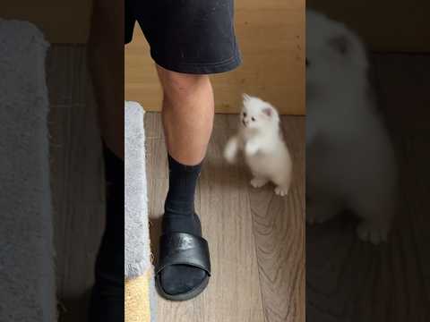 Wie der auf mein Bein springt #haustiere #cat #katzen #tiere ￼ thumbnail
