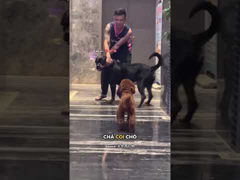 Tuy nhỏ nhưng mà hăng thumbnail