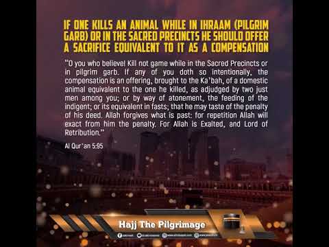If One Kills An Animal While In Ihraam (Pilgrim Garb) Or In The Sacred Precincts He Should Offer ... thumbnail