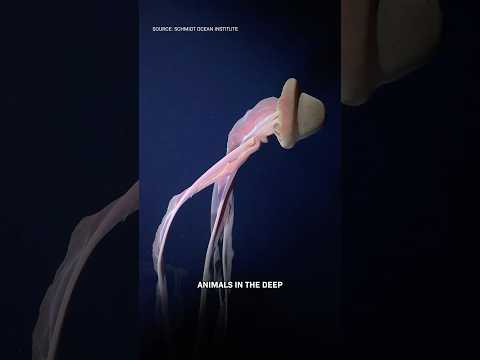 Why Do Antarctic Ocean Animals Become GIANTS? thumbnail