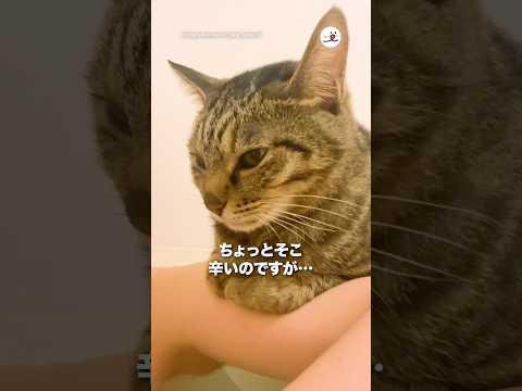 ちょっとそこ辛いのですが…｜PECO thumbnail