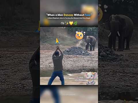 When Fear Turns Into Trust — He Dances Freely And the Giant Responds With Gentle, Unspoken Joy 🐘✨ thumbnail