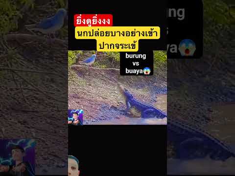 จระเข้โดนของจริง #elephant #naturesvoice #fishing #wildlife #animals #crocodile thumbnail