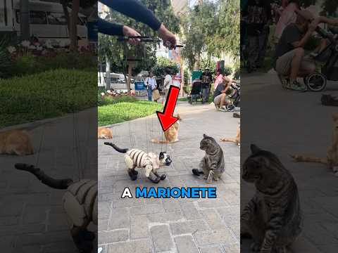 GATINHOS CONHECENDO UMA MARIONETE thumbnail