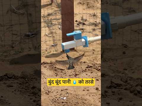एक बूंद पानी के लिए भटकती रही मासूम चिड़िया ?? thumbnail