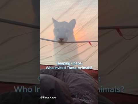 Where are you camping ？JURASSIC PARK？#animals #animallife #wildlife #wild #funny #funnyanimals thumbnail
