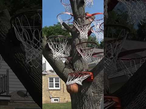 AMAZING Basketball Tree! thumbnail