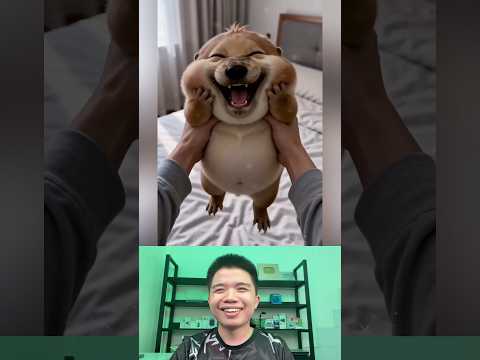 What The Dog Doing P178: PIPI LABU Làm Má Phồng. thumbnail