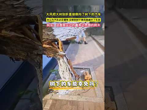 大風把大樹刮折直接倒向了樹下的汽車，本以為汽車必定遭殃，沒想到樹幹竟完美避開了車身，網友：這是我見過的最有邊界感的樹木！#shorts thumbnail