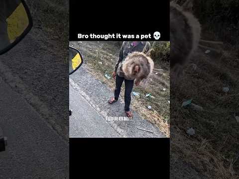 Pet or food? 😬 thumbnail