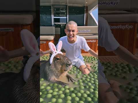 Tính Trọc nói xạo mẹ con capybara đổ 1 tỷ lít matcha latte lên tàu sắp chìm tàu #capybara thumbnail