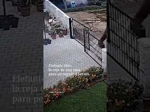 Elefante salvaje abre una puerta y se mete a una casa persiguiendo a unos perros thumbnail