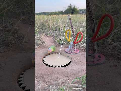 Unique Creativity Parrot Trap 2026 #shorts thumbnail