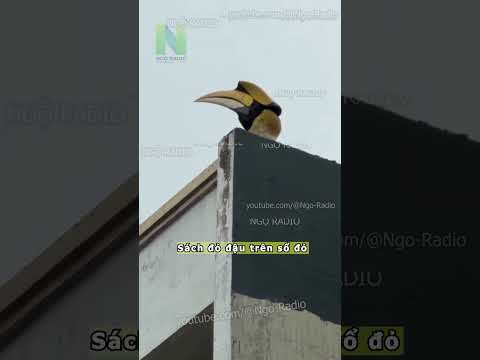 Sách đỏ đậu trên sổ đỏ thumbnail