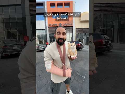 أكثر قطه نفسيه في مقهى القطط thumbnail