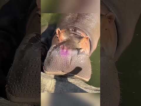 فرس النهر الذي لا يرضيه إلا الطعام العملاق 🍉 thumbnail