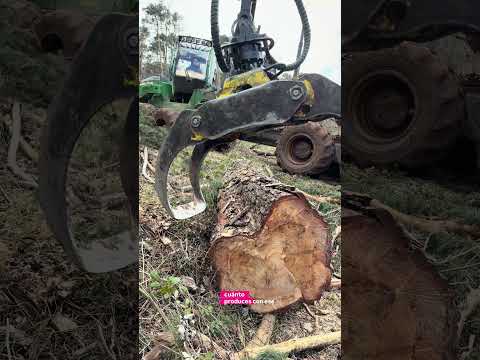 No importa cuánto consume…importa cuánto produce 🌲 #forest #johndeere #harvester #logging #forestry thumbnail