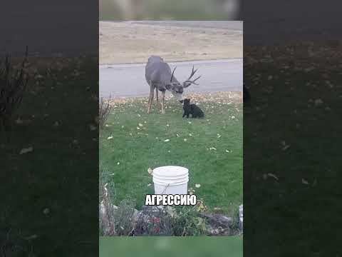 Дикий олень нежно лизнул КОТА🦌🐈🥰 thumbnail