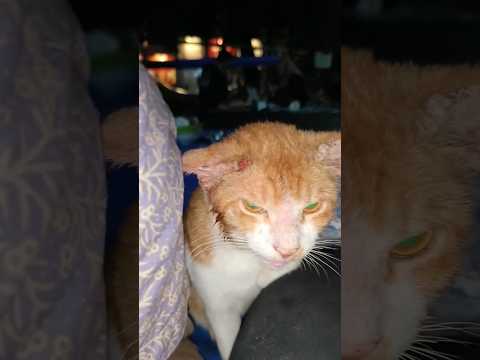 Mama Kaget Ada Kucing Sakit Telinganya Brdarah Lapar Dketin Ara Sm Papa Lg Mkan Pecel Lele. Kasian?? thumbnail