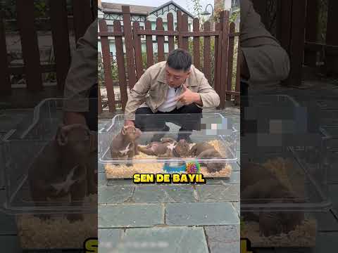 Köpekler Bile Paraya İtaat Ediyor.. ?? thumbnail