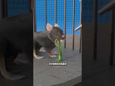 The Rat Park Expiriment 😱 thumbnail