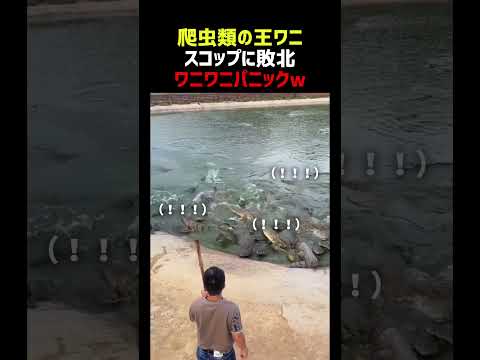 ワニの餌やり 実写版ワニワニパニックに thumbnail