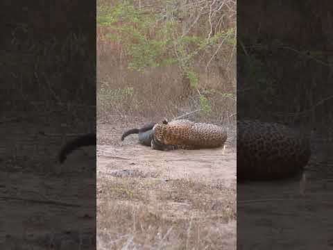 Leopard preying on a dog thumbnail