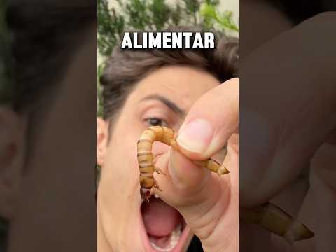 Alimentei minha planta carnívora com um tenebrio gigante?!😱 #shorts thumbnail