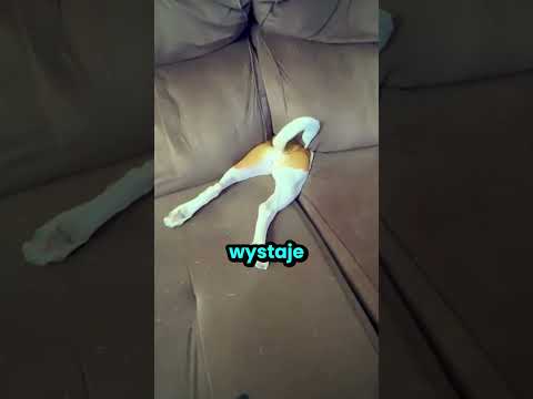 Ten pies myślał, że wygrał w chowanego! thumbnail