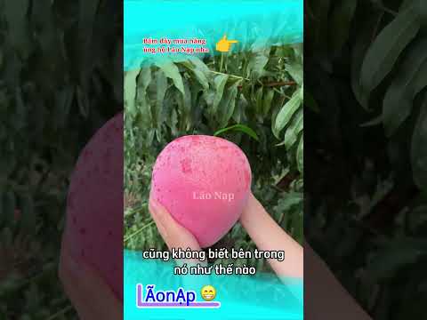 Chắc là không ngon rồi ? #laonap thumbnail
