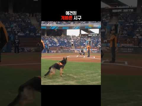 개빠른 시구 thumbnail