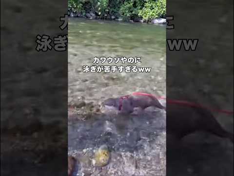 カワウソだって普通に流されます #カワウソ #コツメカワウソ #川 #shorts thumbnail