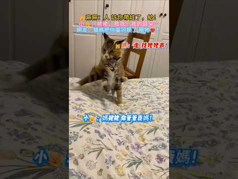 🐱媽：人 該你帶娃了😊給❗ 小🐱：姥姥 救我~咪的妙脆角😳 網友：貓媽把你當同類了~親牠❤️ #cat #cute #shorts #funny #cutecat thumbnail