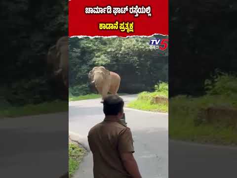 Wild Elephant Appears on Charmadi Ghat Road ಚಾರ್ಮಾಡಿ ಘಾಟ್ ರಸ್ತೆಯಲ್ಲಿ ಕಾಡಾನೆ ಪ್ರತ್ಯಕ್ಷ thumbnail