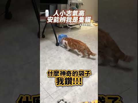 人小志氣高　安能辨我是隻...貓？！ @ChinaTimes #SHORTS #貓咪 #老虎 #可愛 #寵物 #搞笑 #傻眼 #cat #cute #cutecat #cuteanimals thumbnail