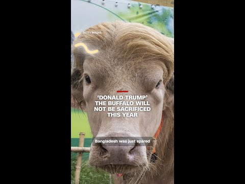 ‘Donald Trump’ the buffalo will not be sacrificed this year thumbnail