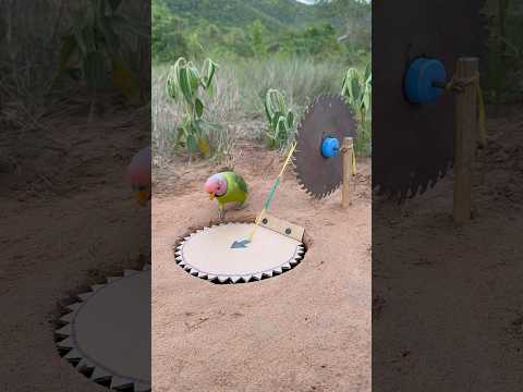 Amazing Innovative Parrot Traps #shorts thumbnail