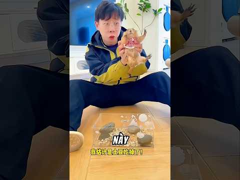 Bố ơi con rùa đâu rồi? thumbnail