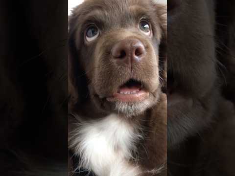 Her face is simply angelic 🥹❤️ thumbnail